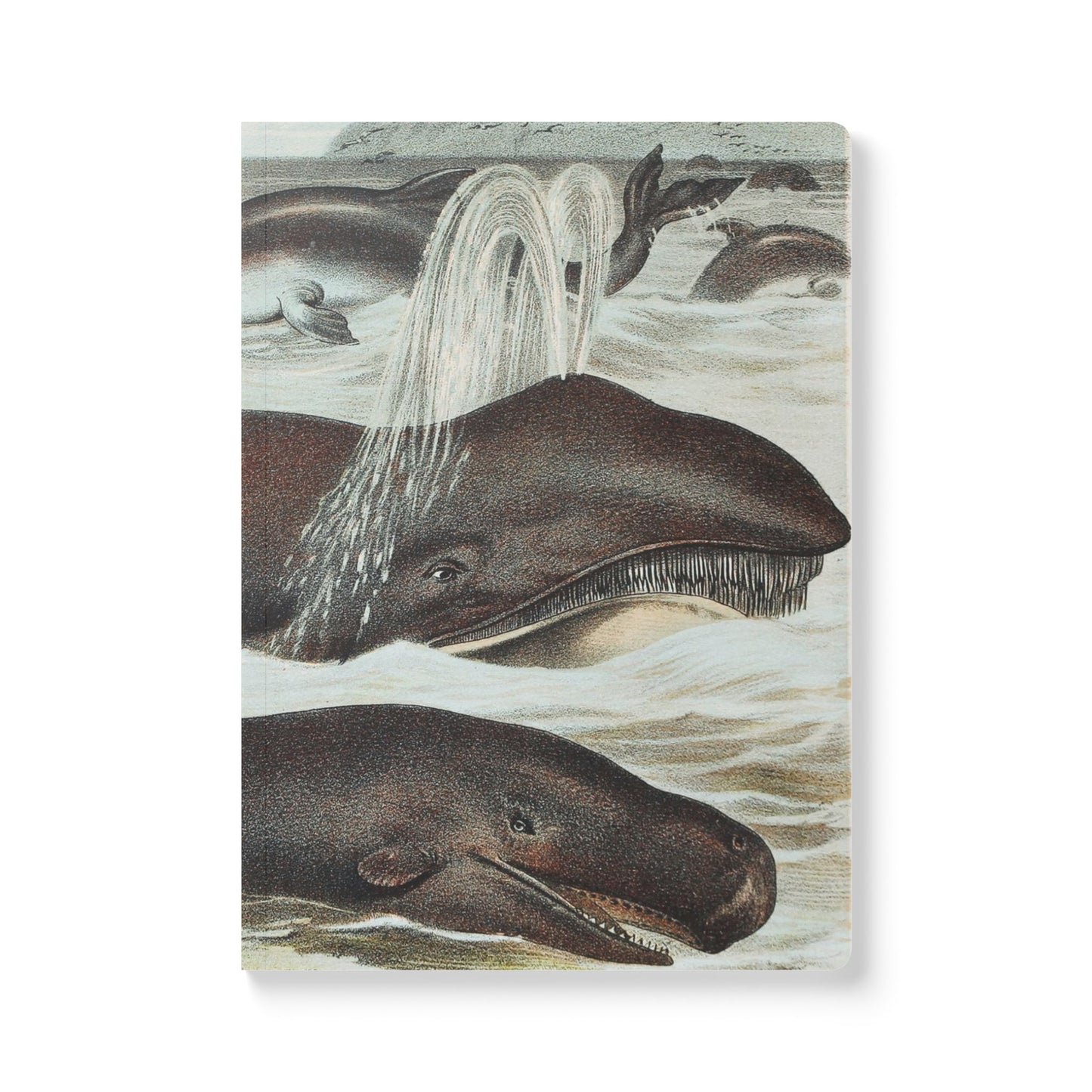 Softcover Journal - vintage whale