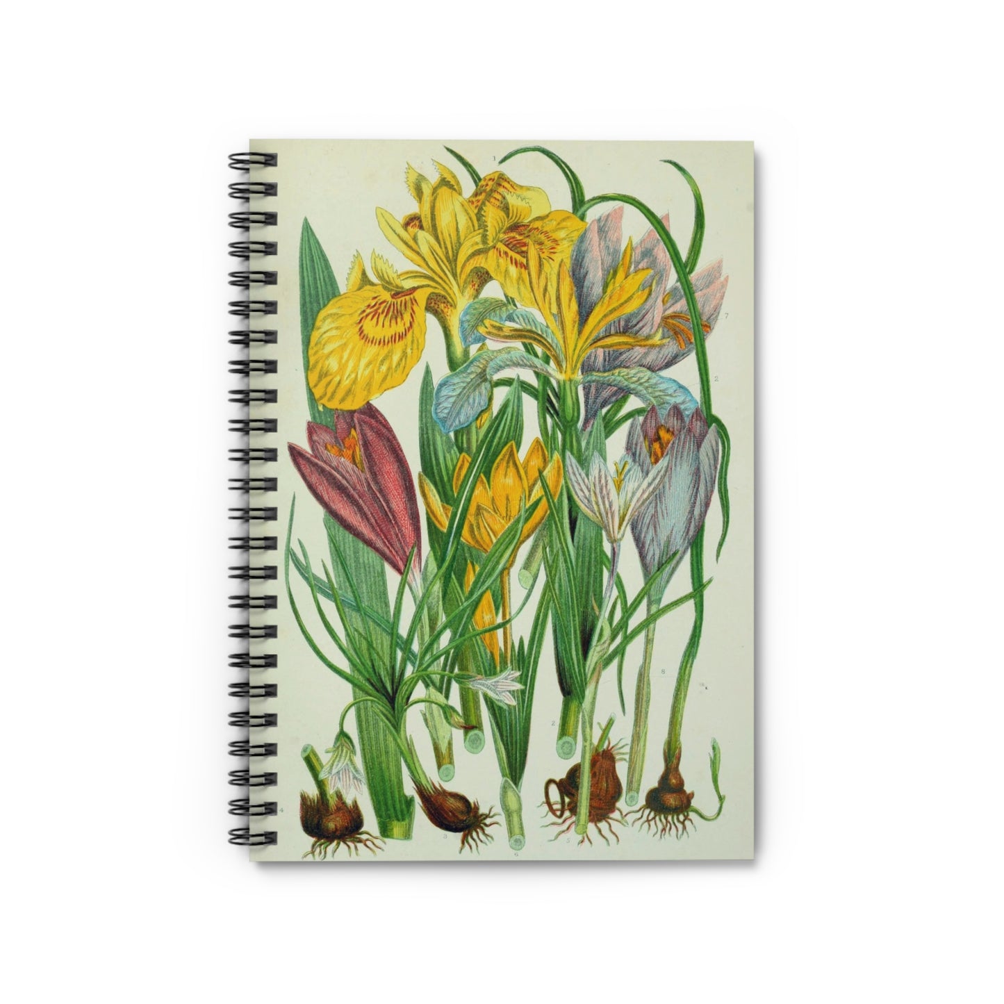 notebook journal story vintage design illustration painting journal journaling taking notes office organize
spring flowers bulbs iris crocus summer garden
