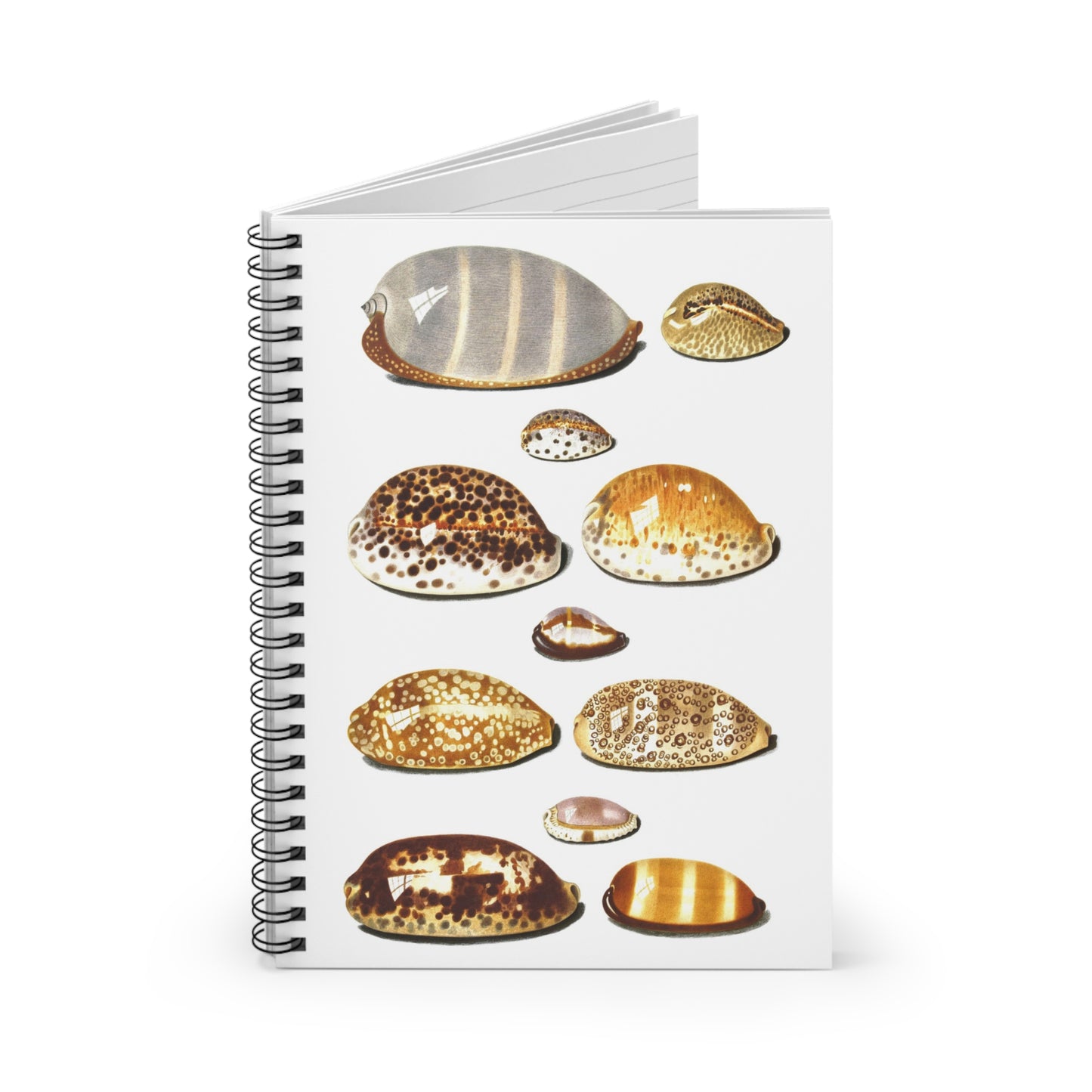 Spiral Notebook - Shells